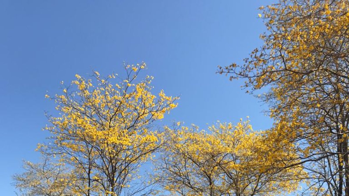 Panorama. Uno de los paisajes de la Biosfera del Bosque Seco.
