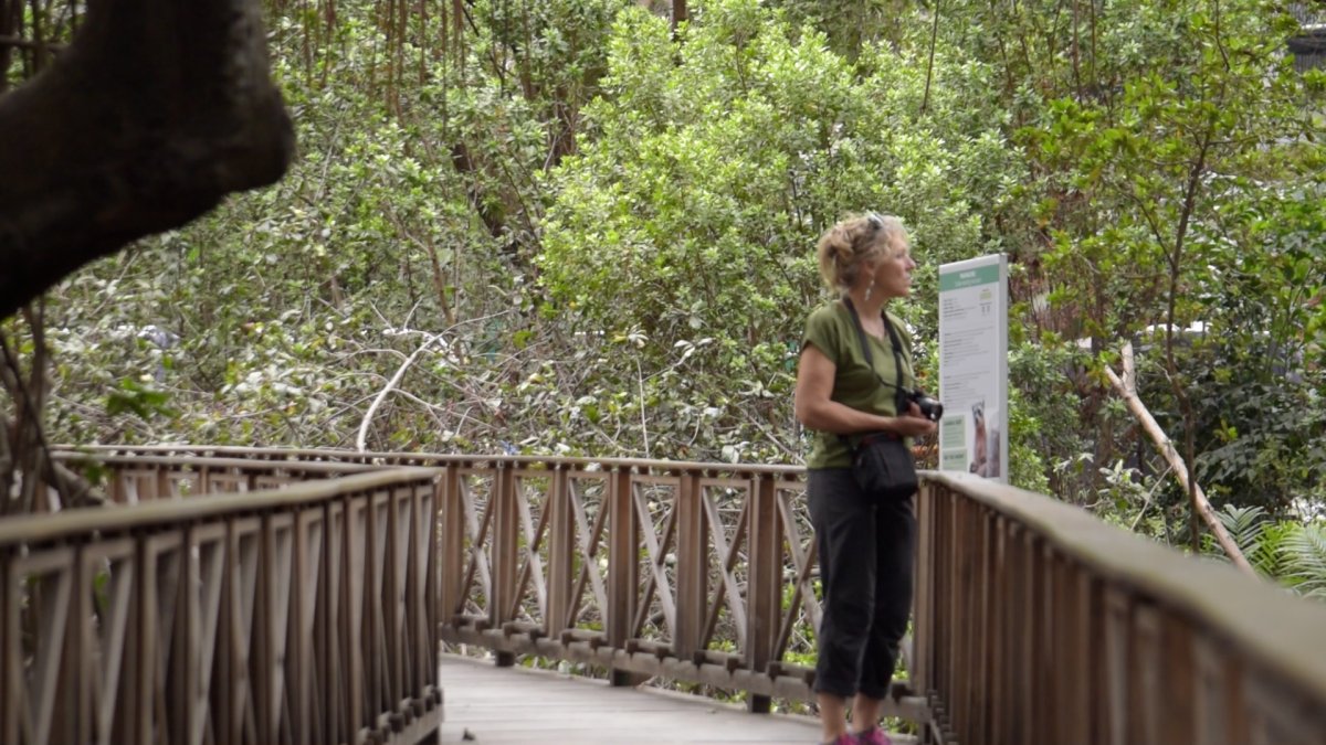 El manglar está ubicado en el interior del Parque Histórico en Samborondón. A diario decenas de personas transitan cerca a este ecosistema