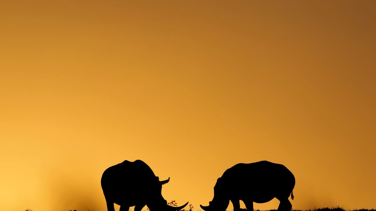 dos rinocerontes pastan mientras se pone el sol en el Parque de Animales Salvajes Kragga Kamma, situado a 30 kilómetros.