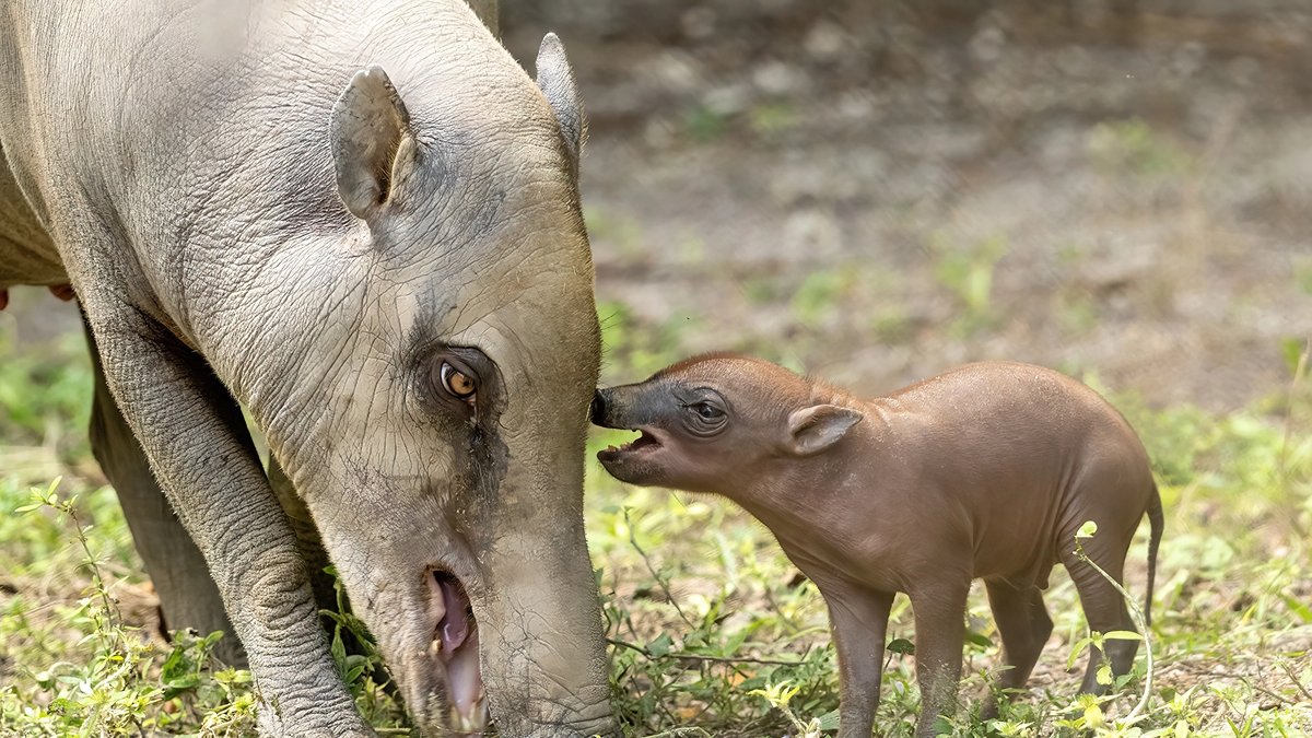 Se registró una cría babirusa (d), junto a su madre -Maggie- y nacida el pasado 15 de diciembre en cautiverio.
