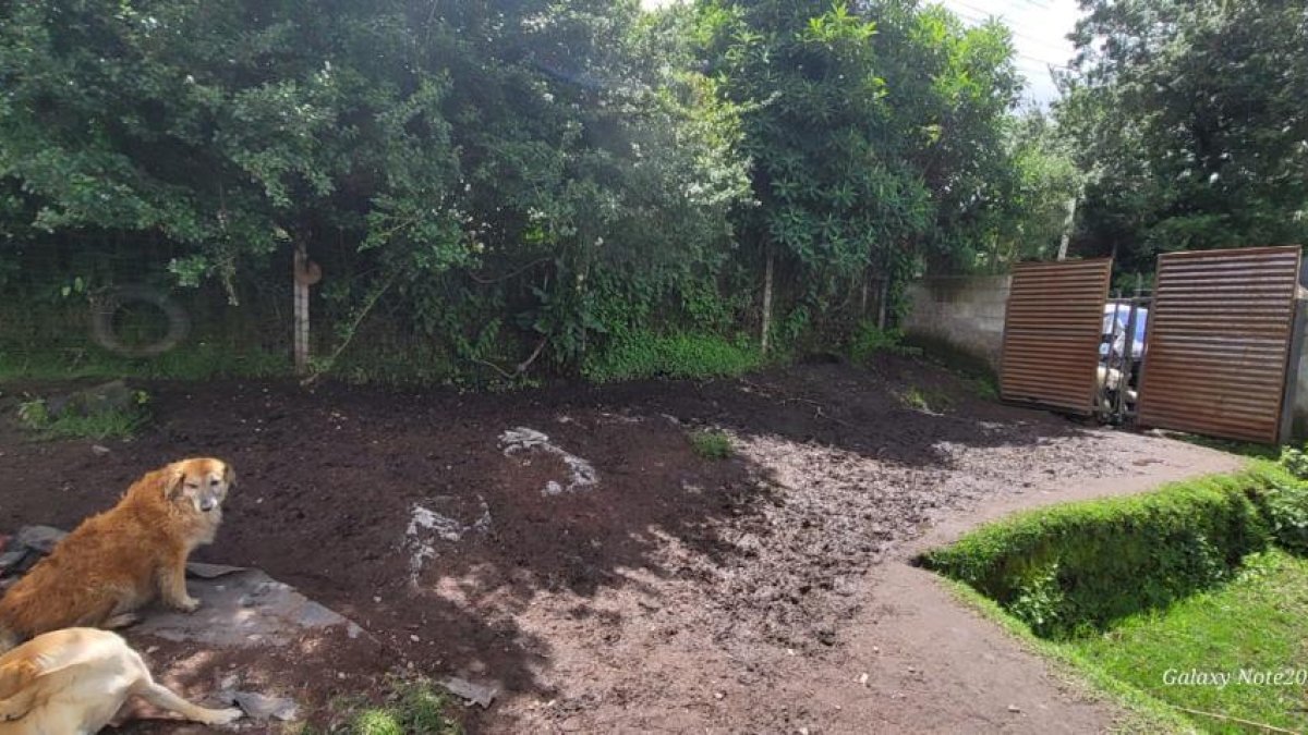 El albergue que acoge a 185 animalitos resultó afectado por las fuertes lluvias