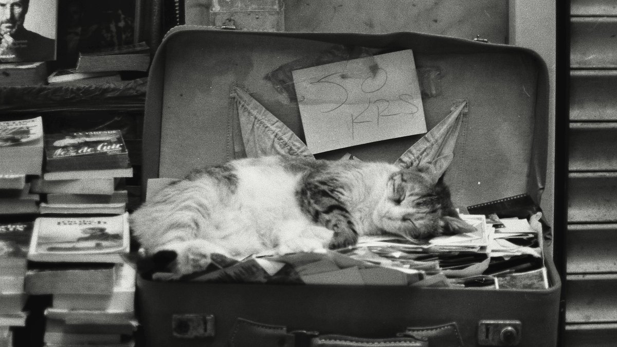 Si el viaje será largo (más de 10 días) es mejor que contrates a alguien de confianza.