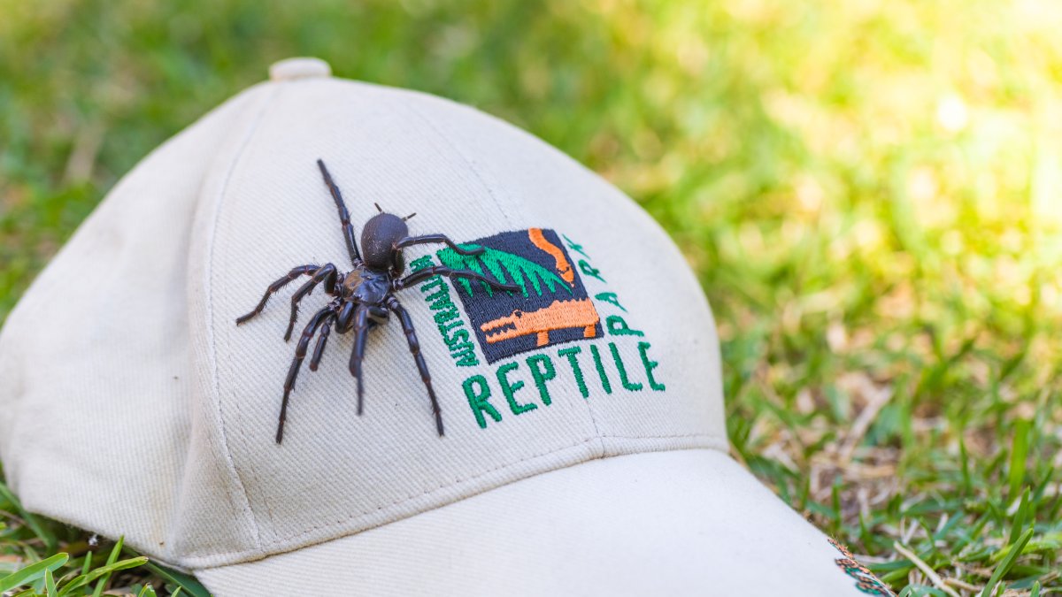 Una araña venenosa de tamaño inusualmente grande, de casi 8 centímetros, fue hallada por unos vecinos en la costa sureste de Australia y fue donada a un parque de animales.