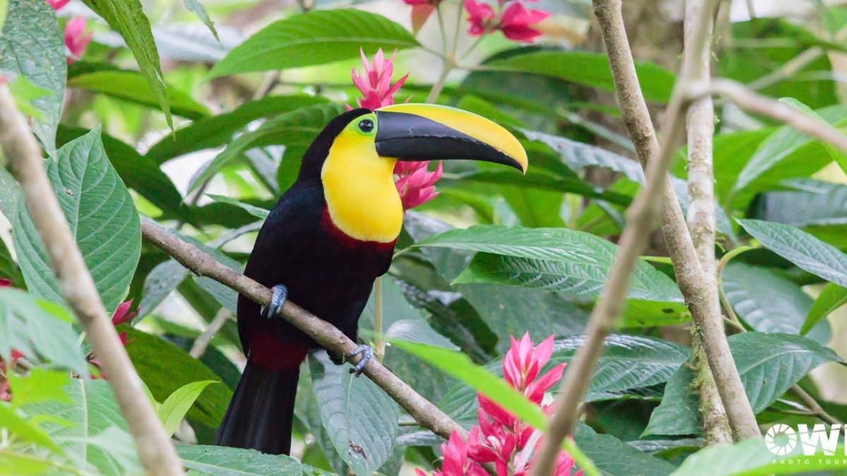 El tucán del Chocó andino fue elegido como ave emblemática en el 2023