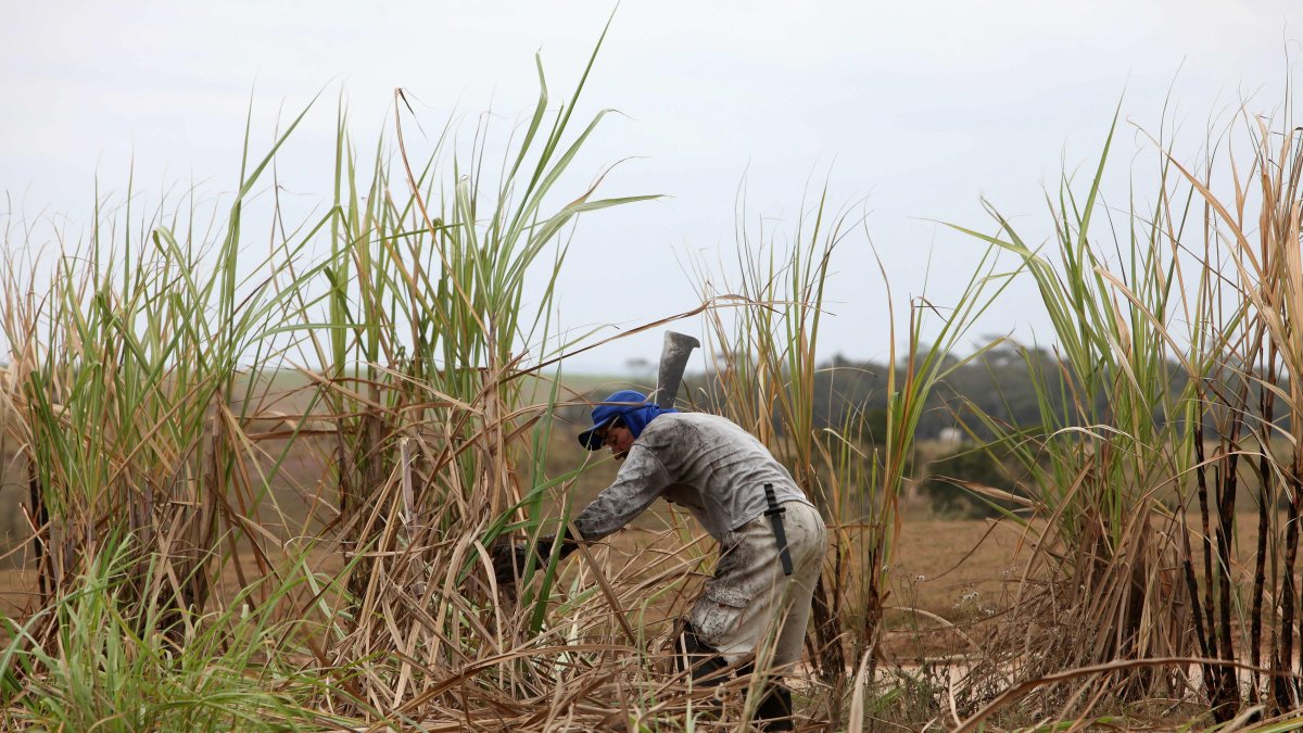 Un campesino trabaja en la cosecha de caña de azúcar, en una fotografía de archivo.