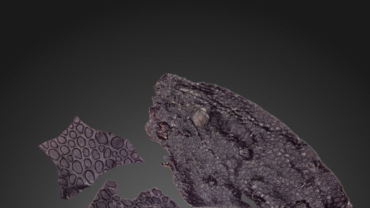 Imagen de la muestra