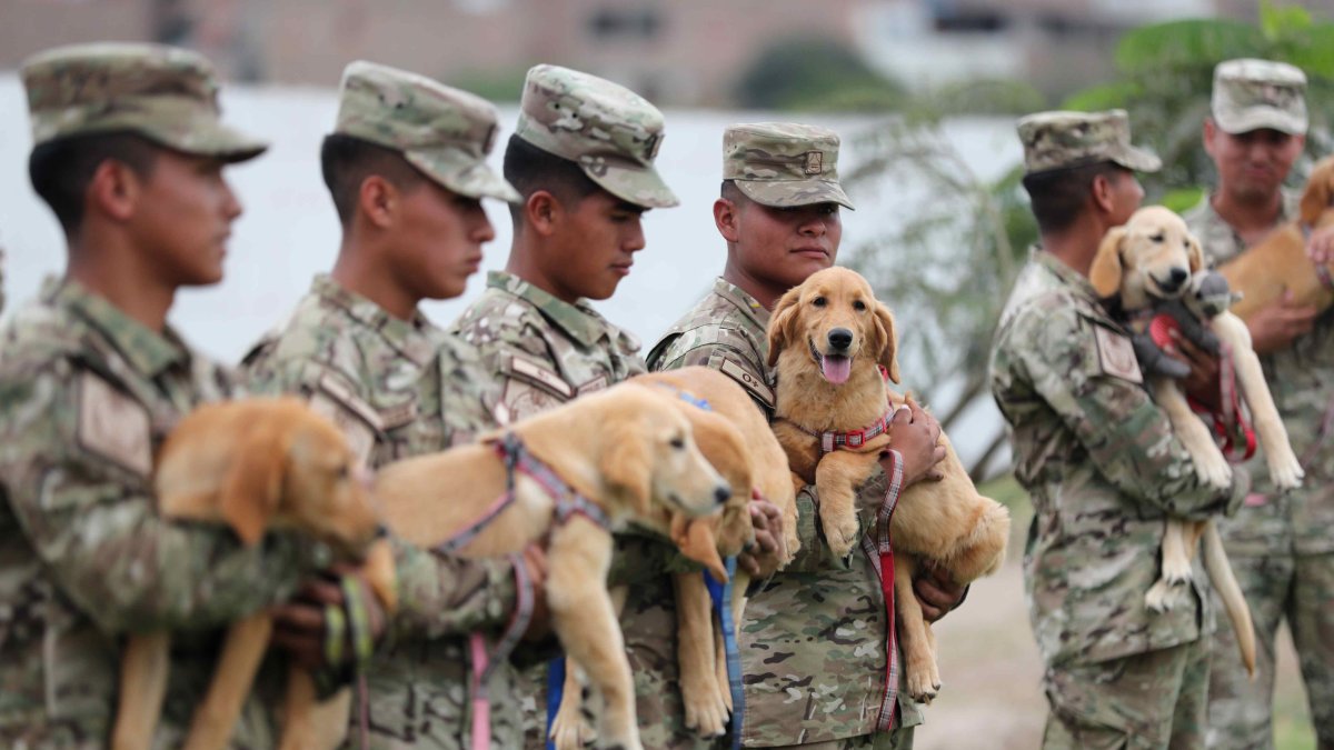 Soldados trabajan en el adiestramiento de cachorros el 19 de diciembre de 2023 en el departamento de adiestramiento canino de la Fuerza Aérea del Perú