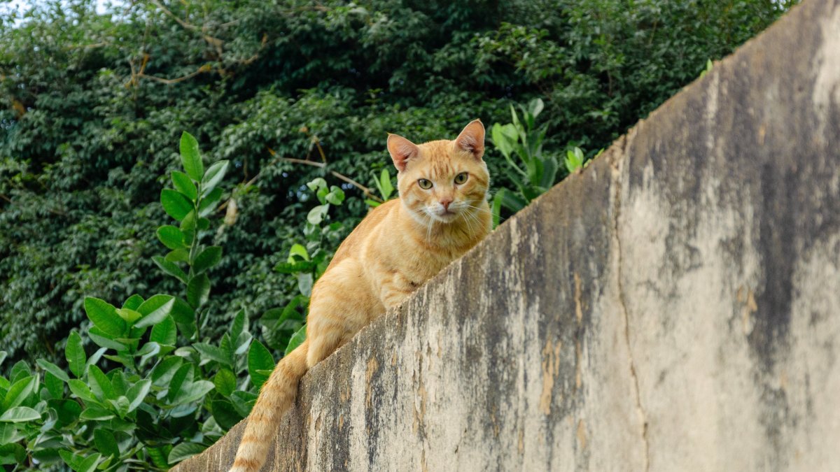 Aunque el animal sabe cómo retornar a su hogar, muchas veces ocurre que no logran llegar