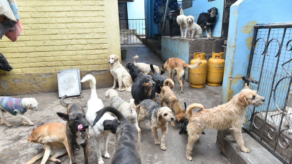 Control. Las esterilizaciones buscan controlar la fauna urbana en Quito.