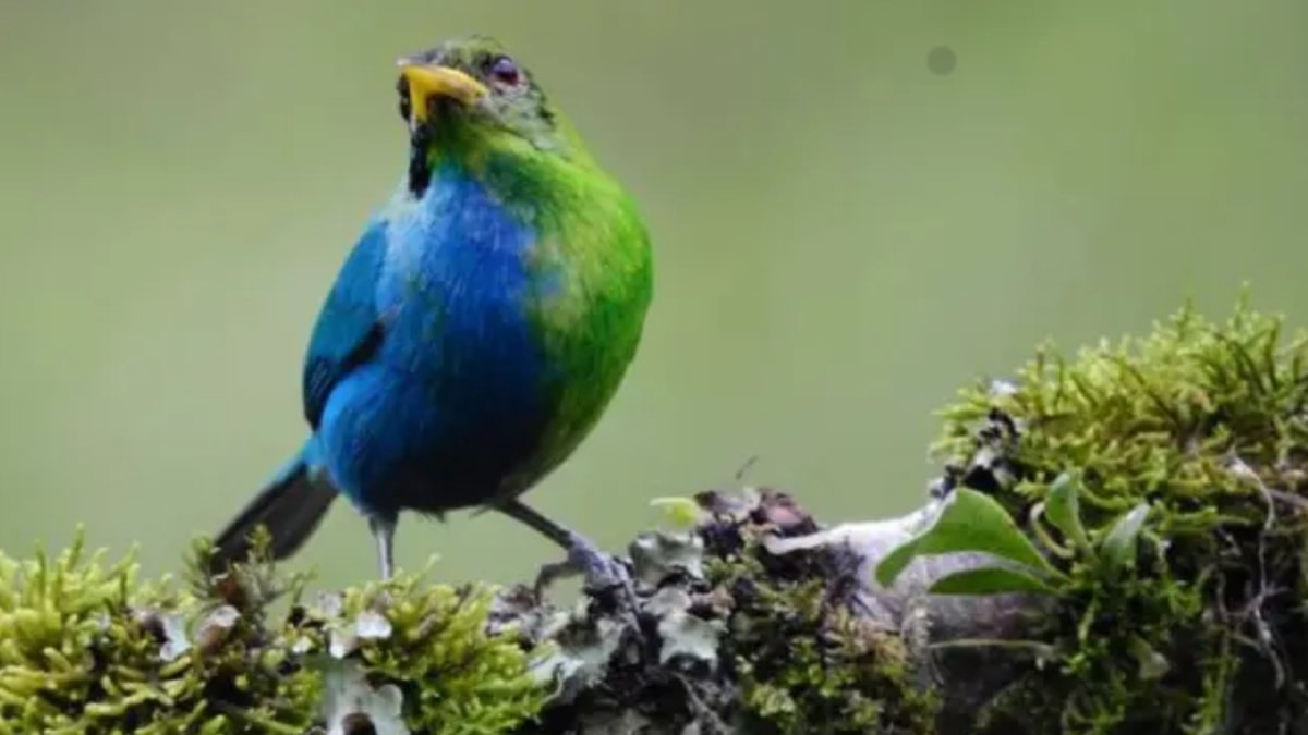 Imagen del ejemplar de mielero verde silvestre mitad macho y mitad hembra