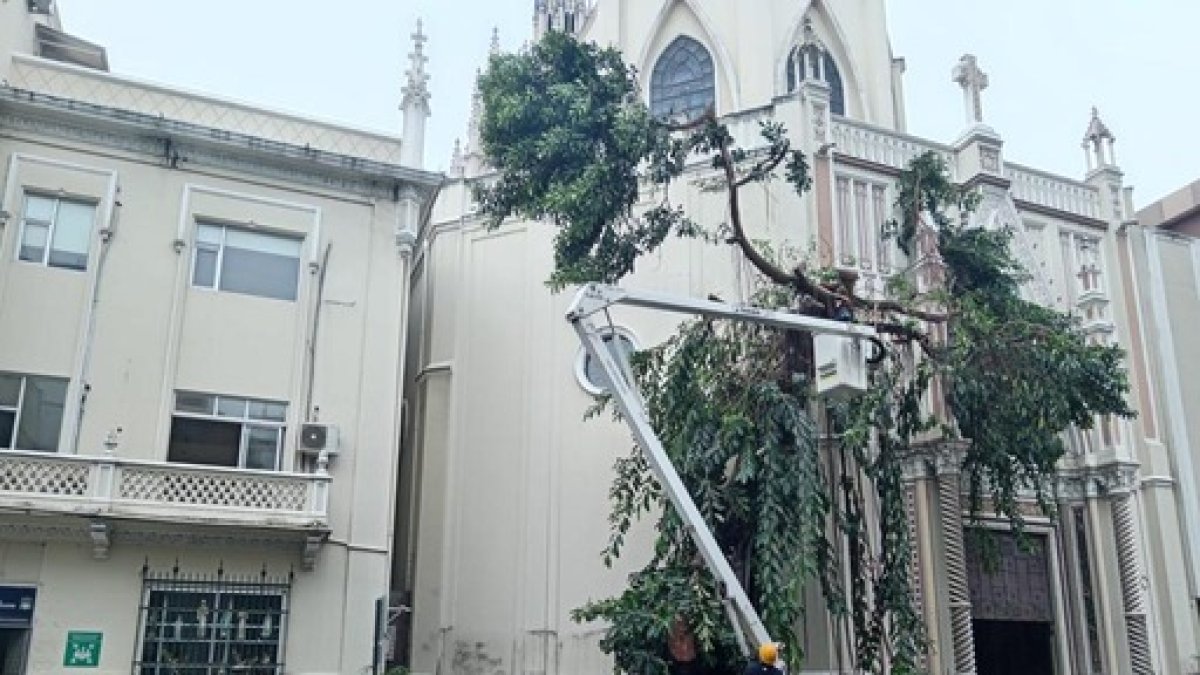 La fuerza del agua provocó la caída de varias ramas de este árbol tras la lluvia del 12 de enero.
