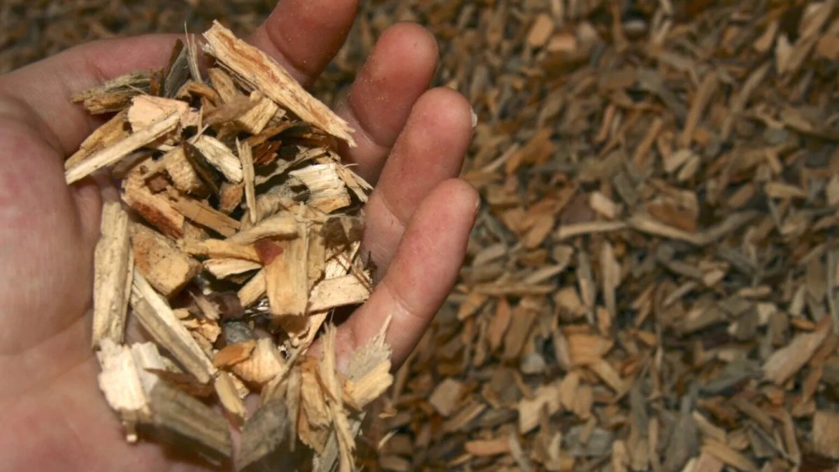 Ecología.- Más países se interesan en trabajar con la biomasa.