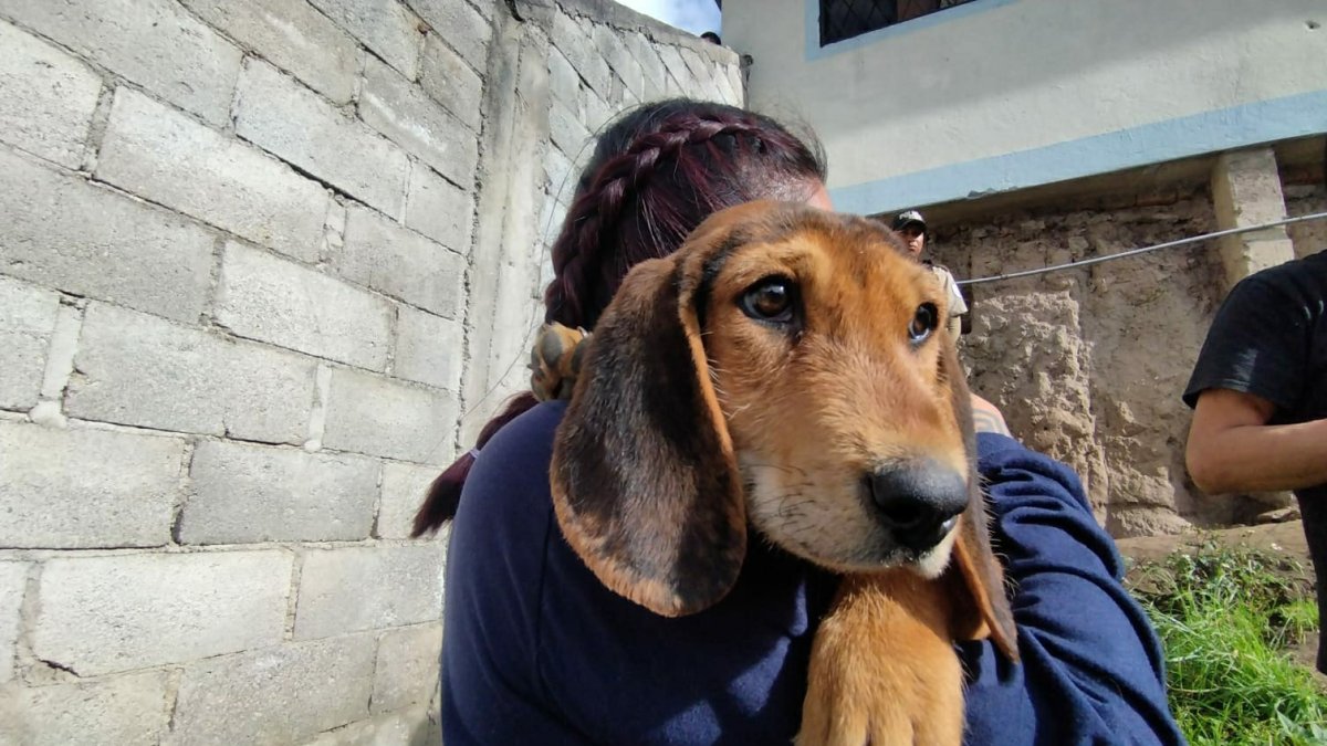 Los agresores pueden recibir una pena de 1 a 3 años de prisión