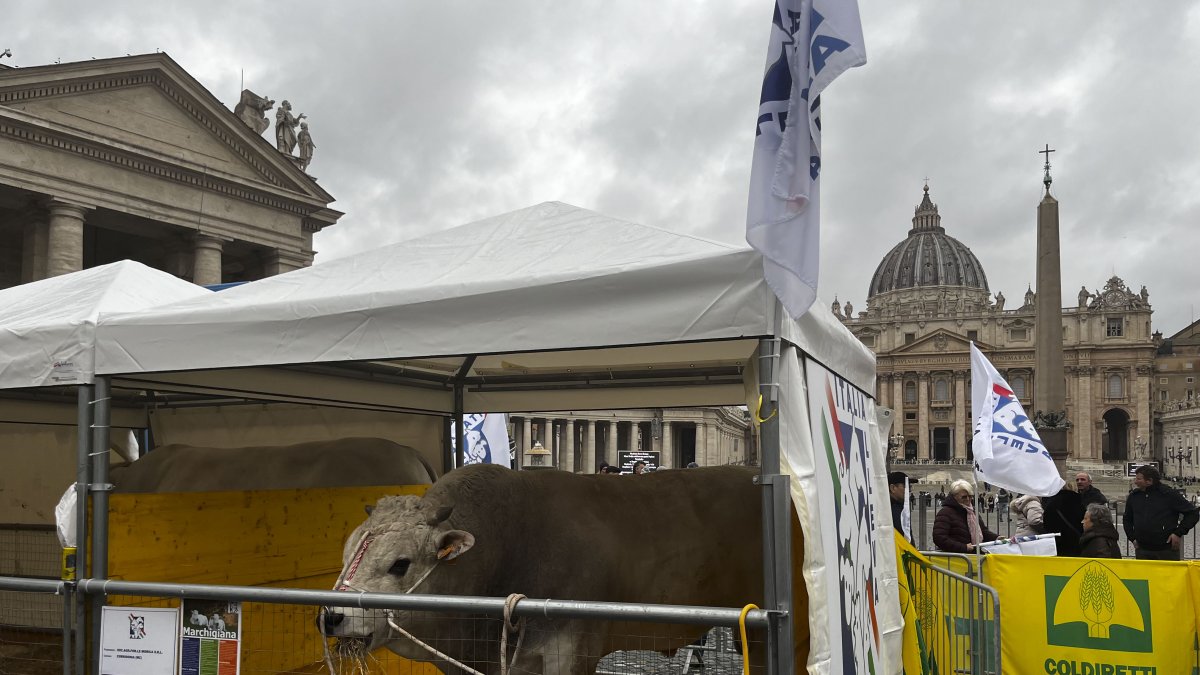 Decenas de ganaderos y ciudadanos llevan sus animales y mascotas a la plaza de San Pedro del Vaticano para su bendición por el día de San Antón.