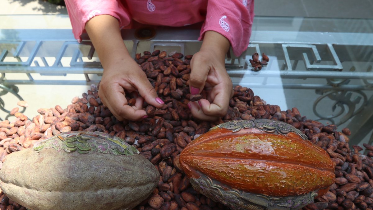 Granos. Una persona analiza el secado de la pepa de cacao antes de transformarla en chocolate.