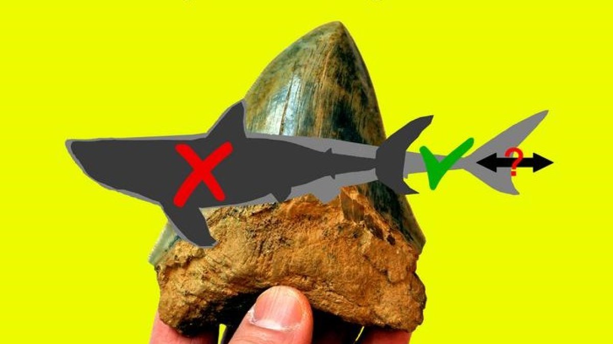 Silueta oscura que representa la forma del cuerpo de Otodus megalodon reconstruida anteriormente, superpuesta a un contorno claro que muestra la forma del cuerpo recién interpretada