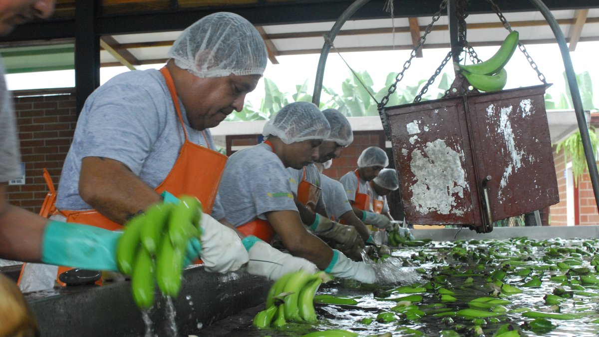 El año pasado se vendieron 354,63 millones de cajas de banano. 