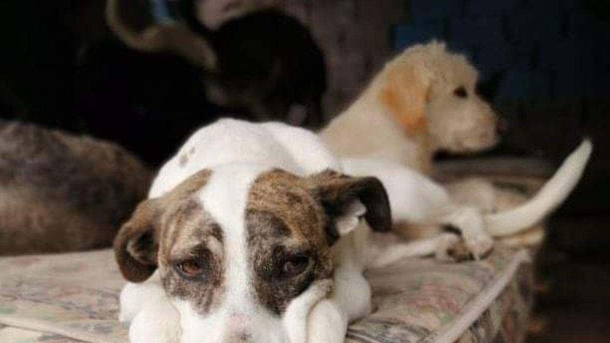 Ningún animalito resultó afectado por el fuego.