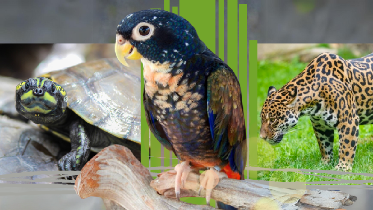 Collage usado para graficar este artículo relacionado con la fauna y el narcotráfico. Crédito de fotos: Leonardo Jarro, ecuador.inaturalist, publicdomainpictures.