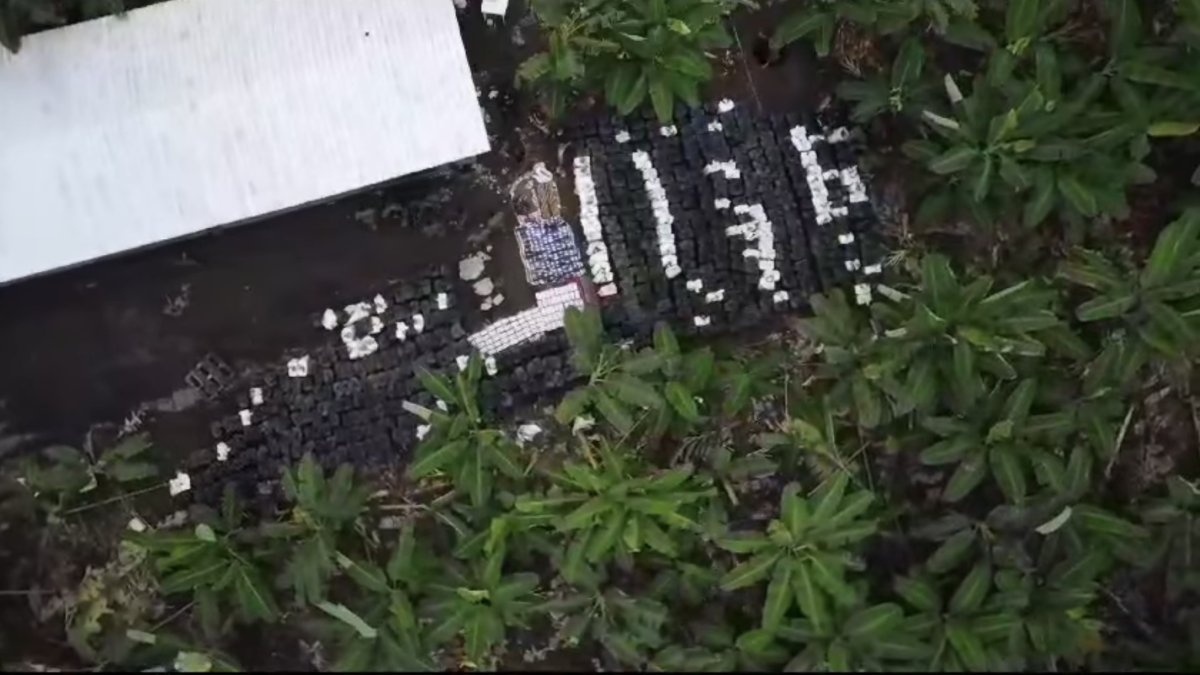 En esta toma área se ven los sembríos de plátanos alrededor del criadero de cerdos de la finca