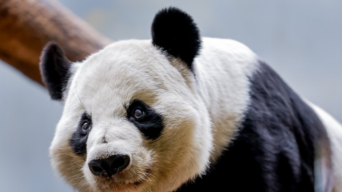 Estos animales sobreviven por altos cuidados en su naturaleza