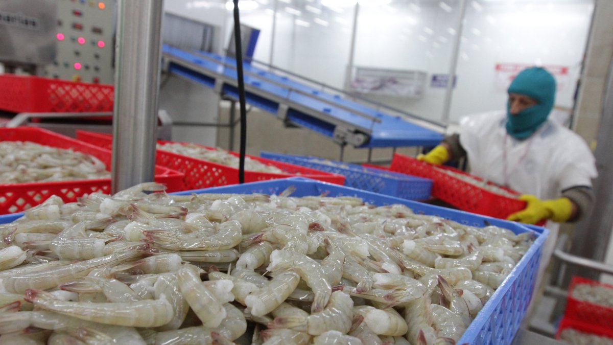 Las ventas de camarón sumaron los $ 6.665 millones hasta noviembre del 2023.