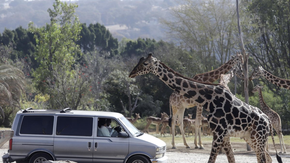 La jirafa Benito (i) se integra hoy a su nueva manada en el zoológico Africam Safari, en el estado de Puebla (México).