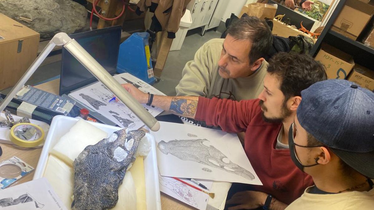 Un equipo de investigadores ha identificado al cocodrilo más antiguo de la Península Ibérica gracias al fósil de un cráneo encontrado por un paleontólogo aficionado en una playa de la región portuguesa de Lourinhã, al que han apodado como 'Mr Holger'.