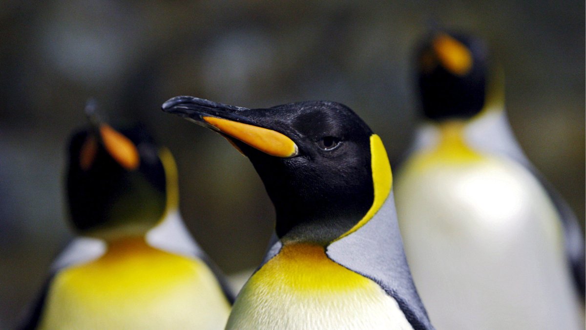 Imagen referencial para graficar este artículo sobre pingüinos.