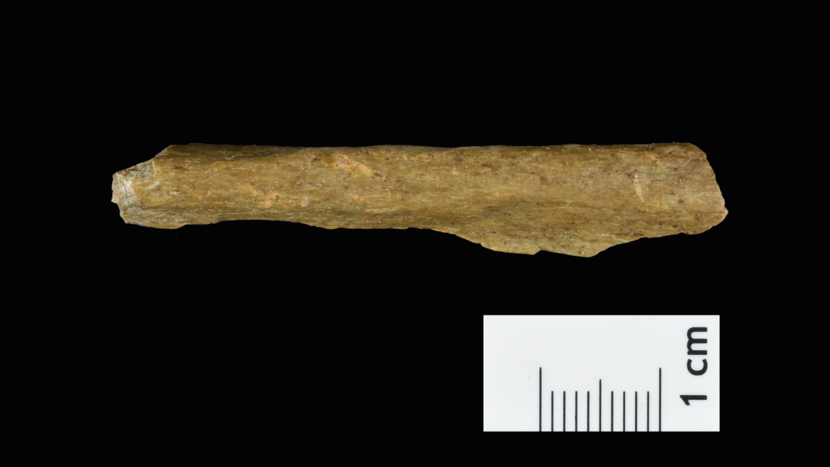 Fragmento de hueso humano procedente de las nuevas excavaciones en Ranis (Alemania).