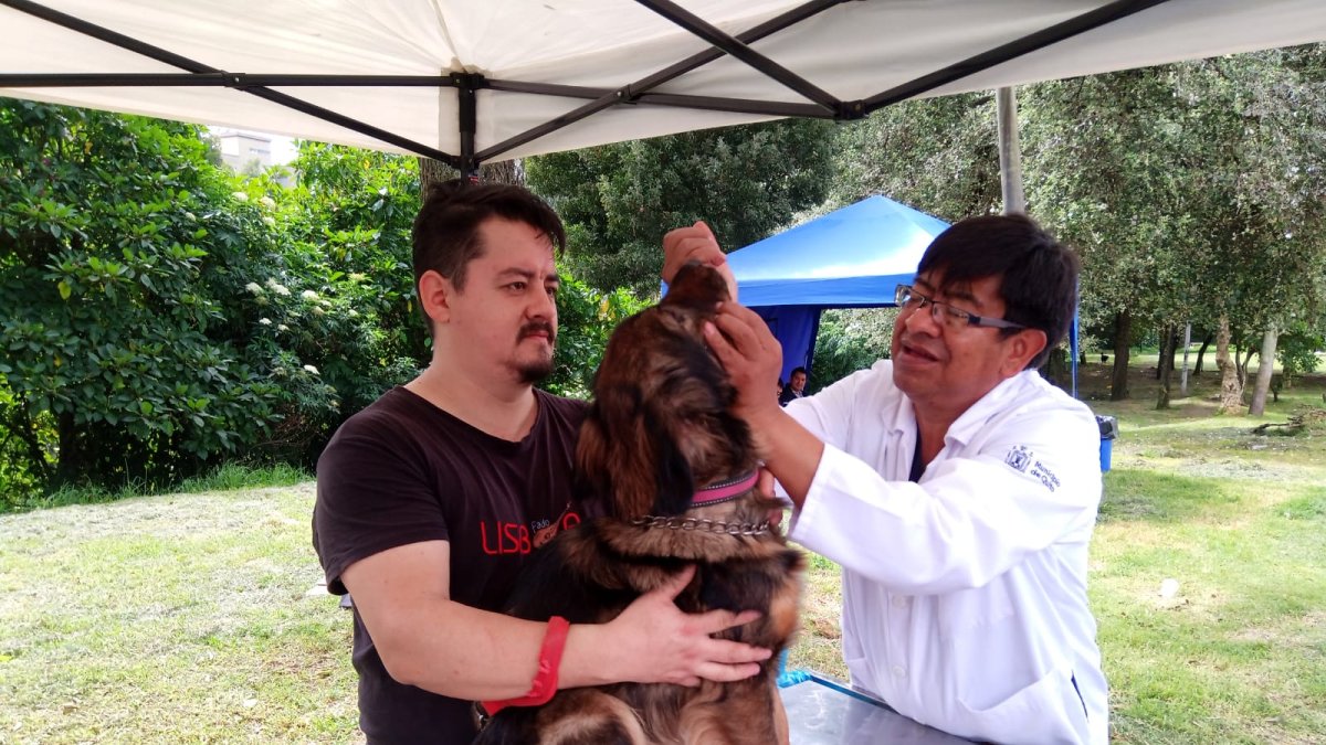 Veterinarios revisaron a los animales de compañía previo a la desparasitación