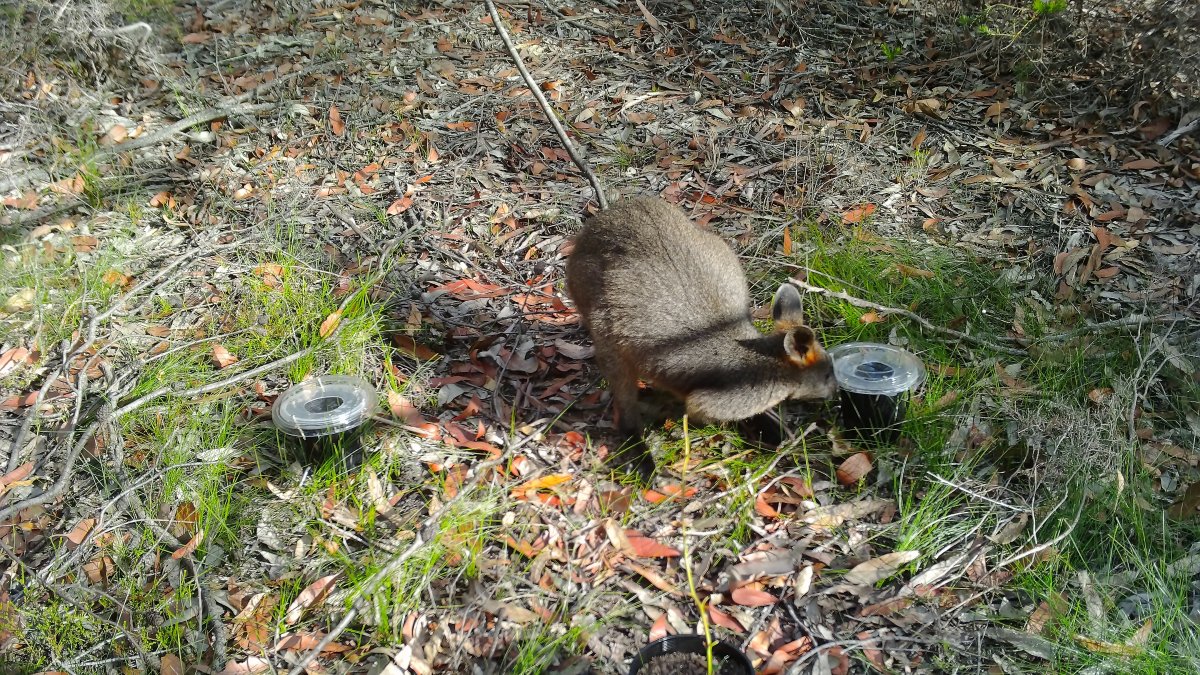 Canguro de los pantanos australiano olfateando una planta desagradable e ignorando un plantón de eucalipto en el Parque Nacional de Kuringai, Sydney, Australia.