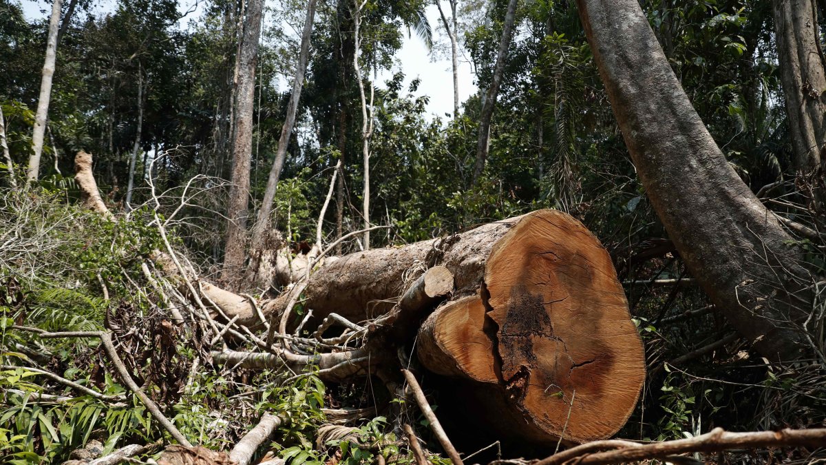 Un árbol shihuahuaco talado en Madre de Dios, en la Amazonía peruana.