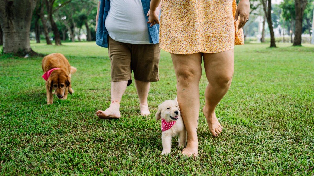 Mantenerlos activos, comprarles juguetes nuevos, darles la comida que aman, sacarlos a pasear y más