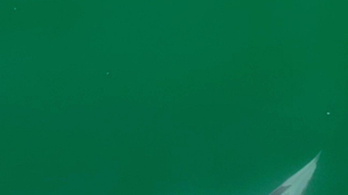 Primera imagen de una cría de tiburón blanco recién nacida, que fue captada en la costa central de California.