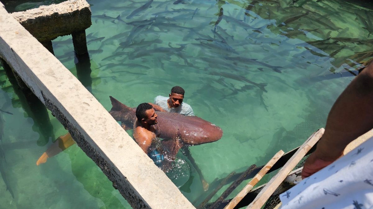 La preocupación apunta al estado en el que se encuentran las especies en cautiverio.