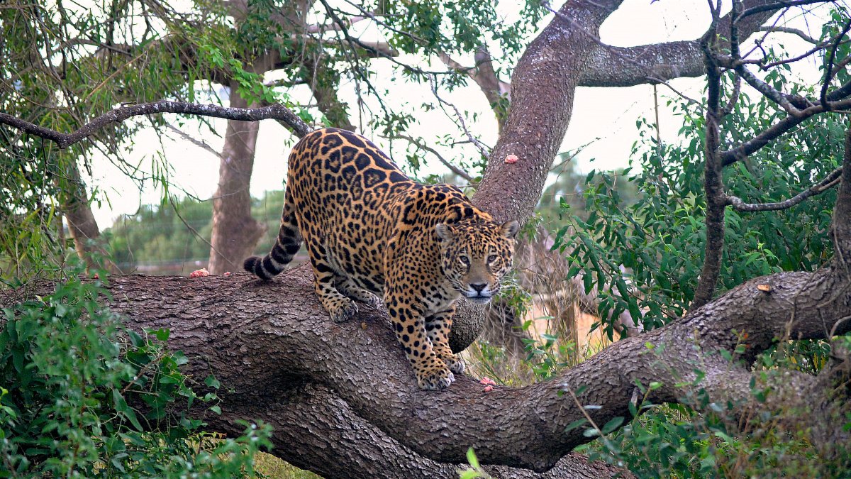 Corriente. Un yaguareté camina lento sobre el tronco de un árbol