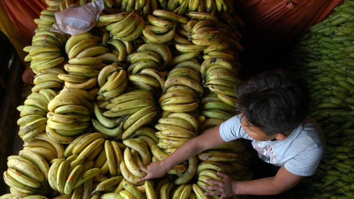 Vista de una carga de banano, en una fotografía de archivo.