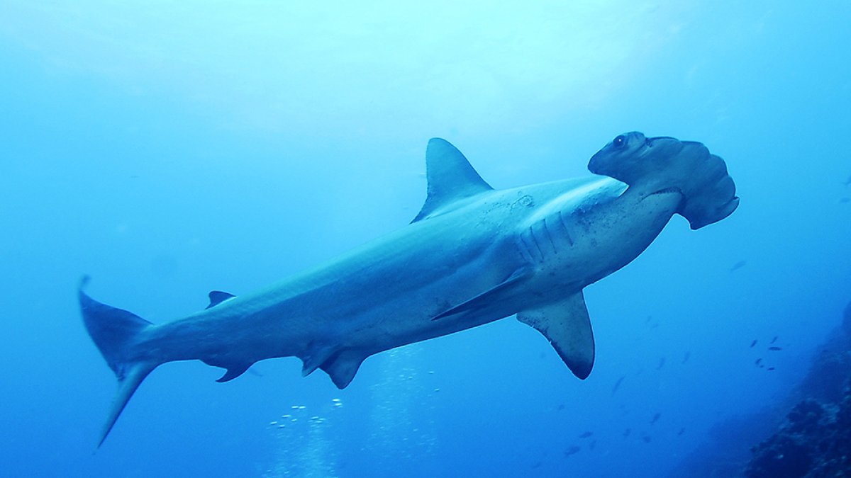 Imagen referencial para graficar este artículo.