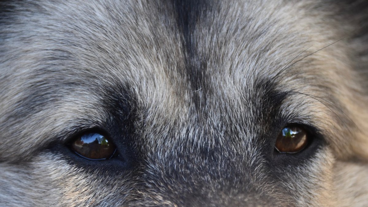 Un hecho similar se registró en diciembre de 2023 en el sur de Quito.