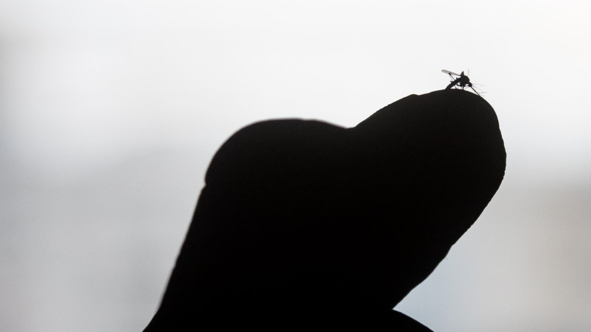 Un mosquito de la especie Aedes aegypti sobre el dedo de una persona.