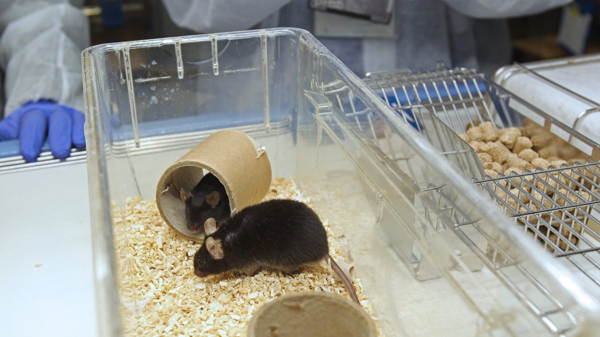 En ratones logra su eficacia en tumores de piel, pulmón y estómago.