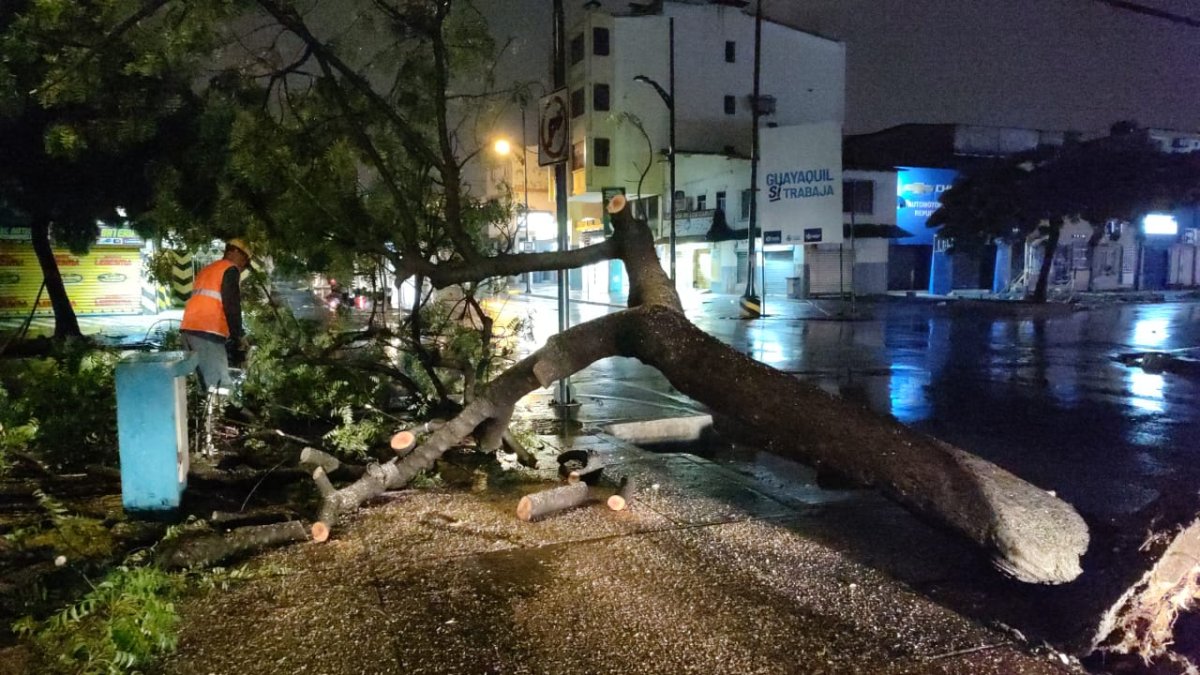 Segura EP informa que coordina la atención de árboles caídos