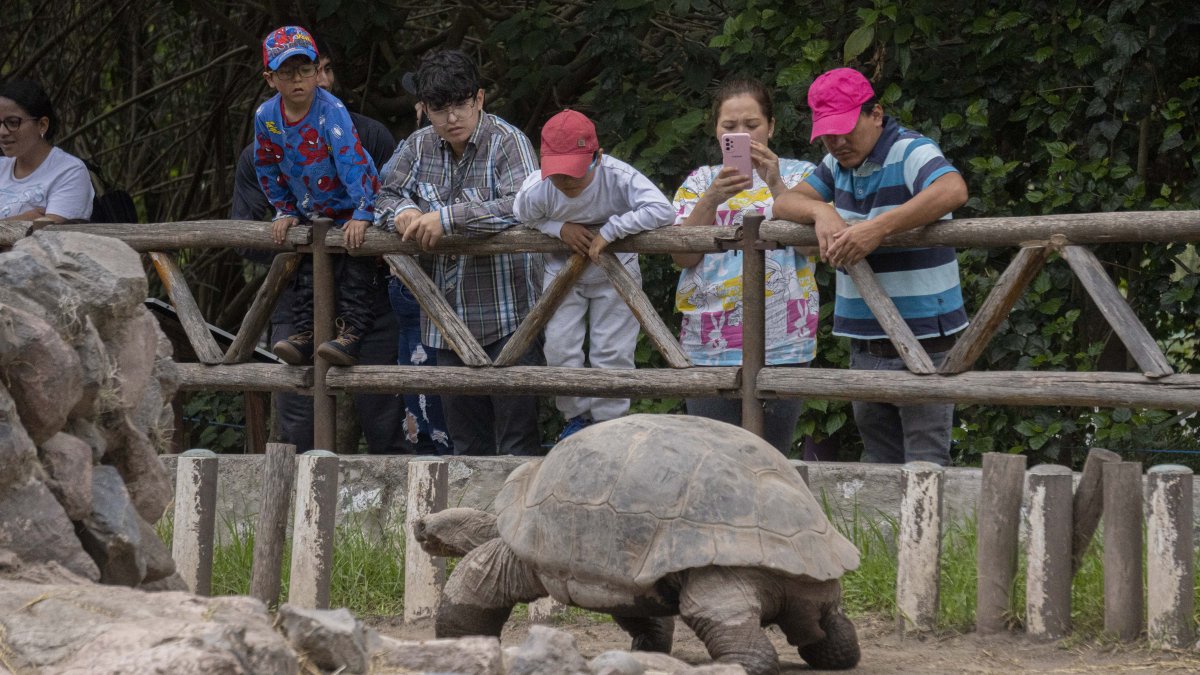 Recorridos guiados, juegos y caritas pintadas ofrece el Quito Zoo