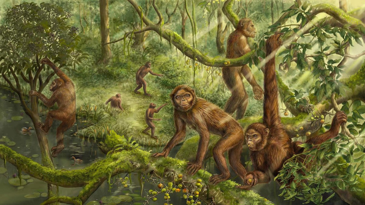 Análisis.- El estudio de la evolución del dipedismo humano.
