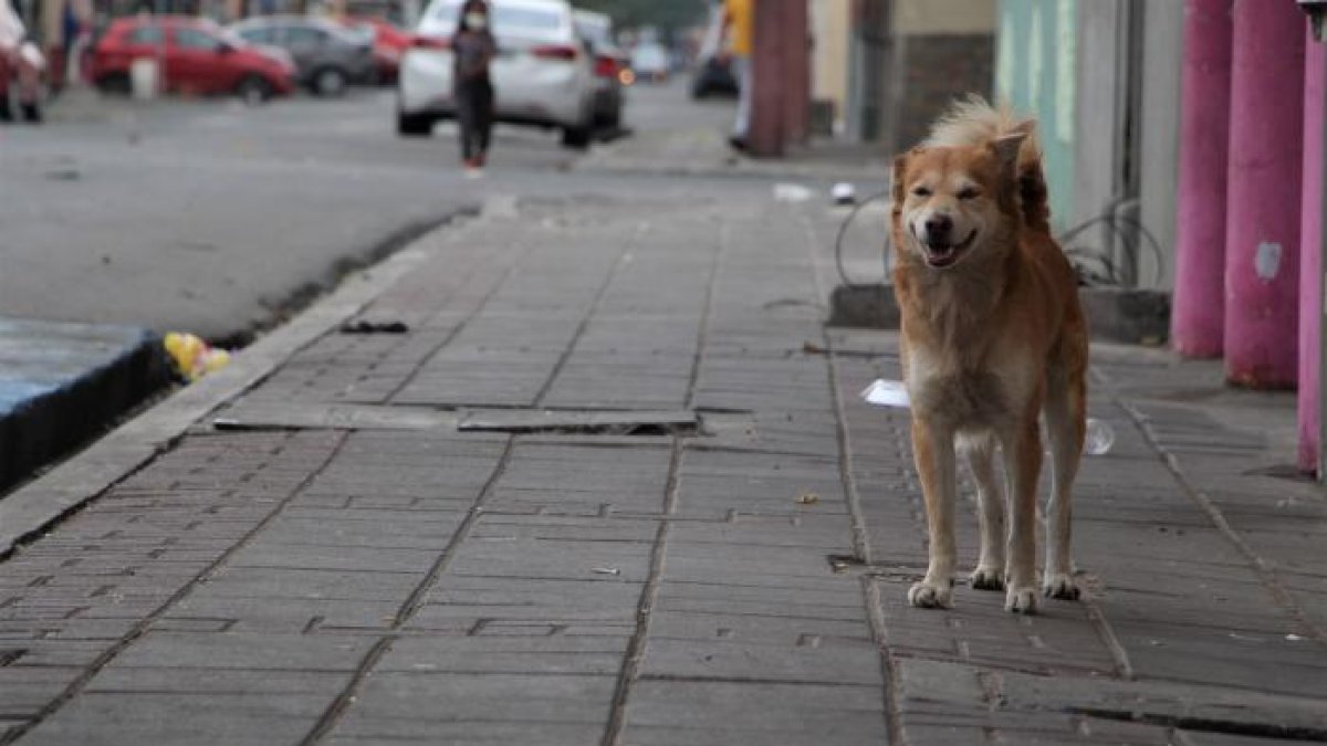 Los animalitos deambulan por la calle y son víctimas de maltrato
