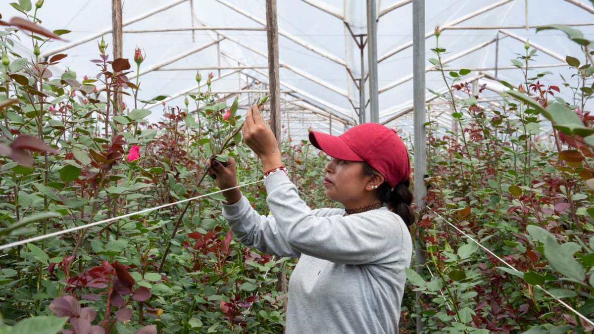 Los patrones que dan particulares colores a las rosas que se cultivan las vuelven populares en el exterior. La mayor parte se exporta.