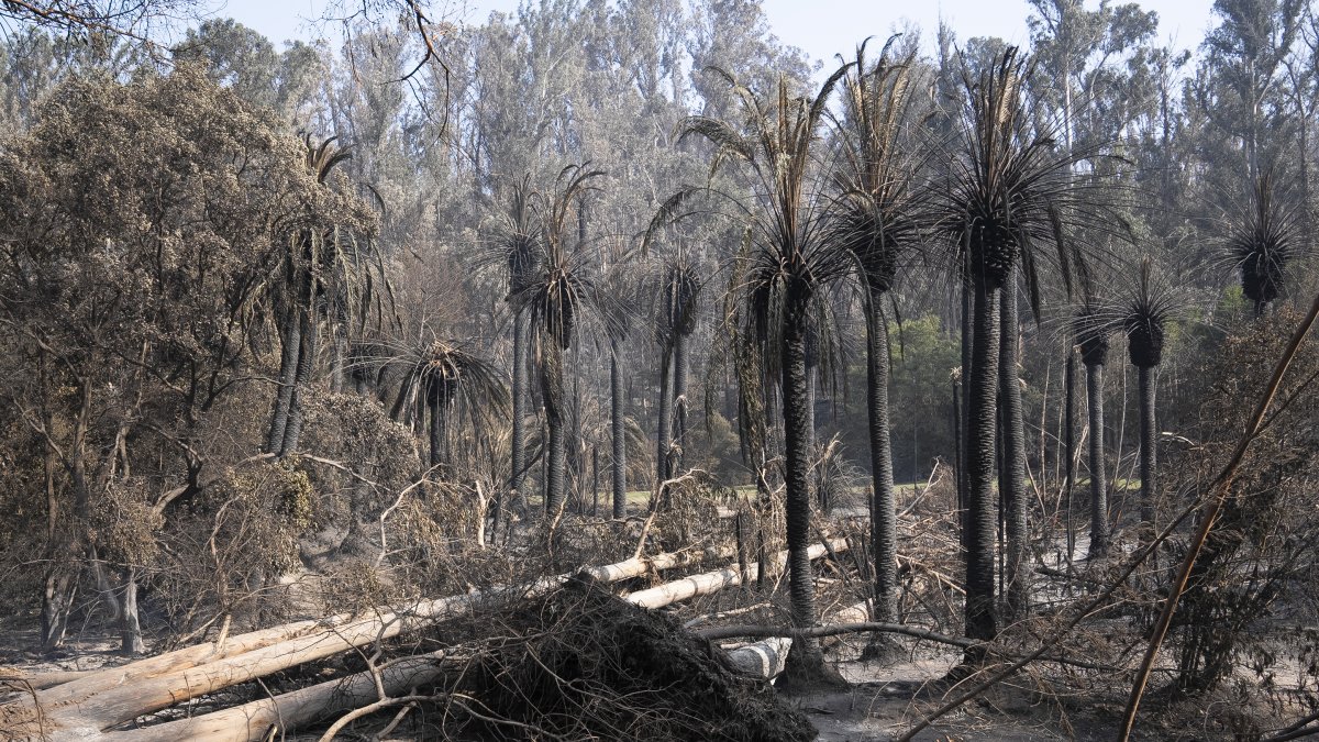 Viña del Mar. Chile es el epicentro de una ola inédita de incendios.