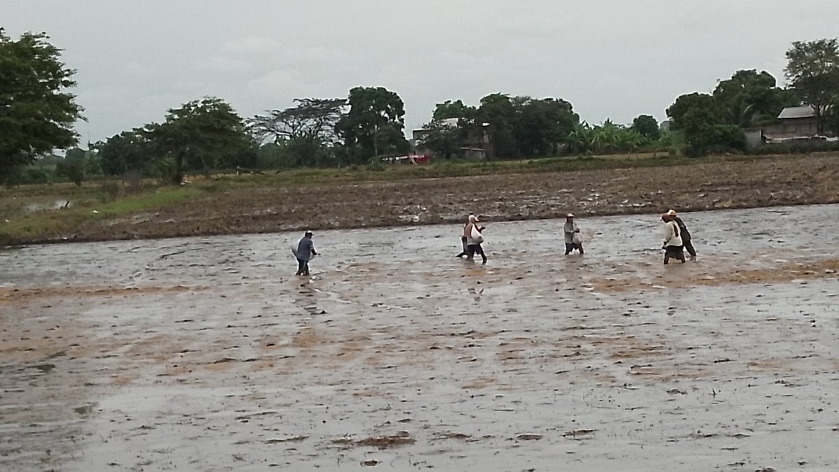 Cultivo. Arroceros de los Quemados, Yurima y Jigual, de Daule, a finales de enero empezaron a sembrar.