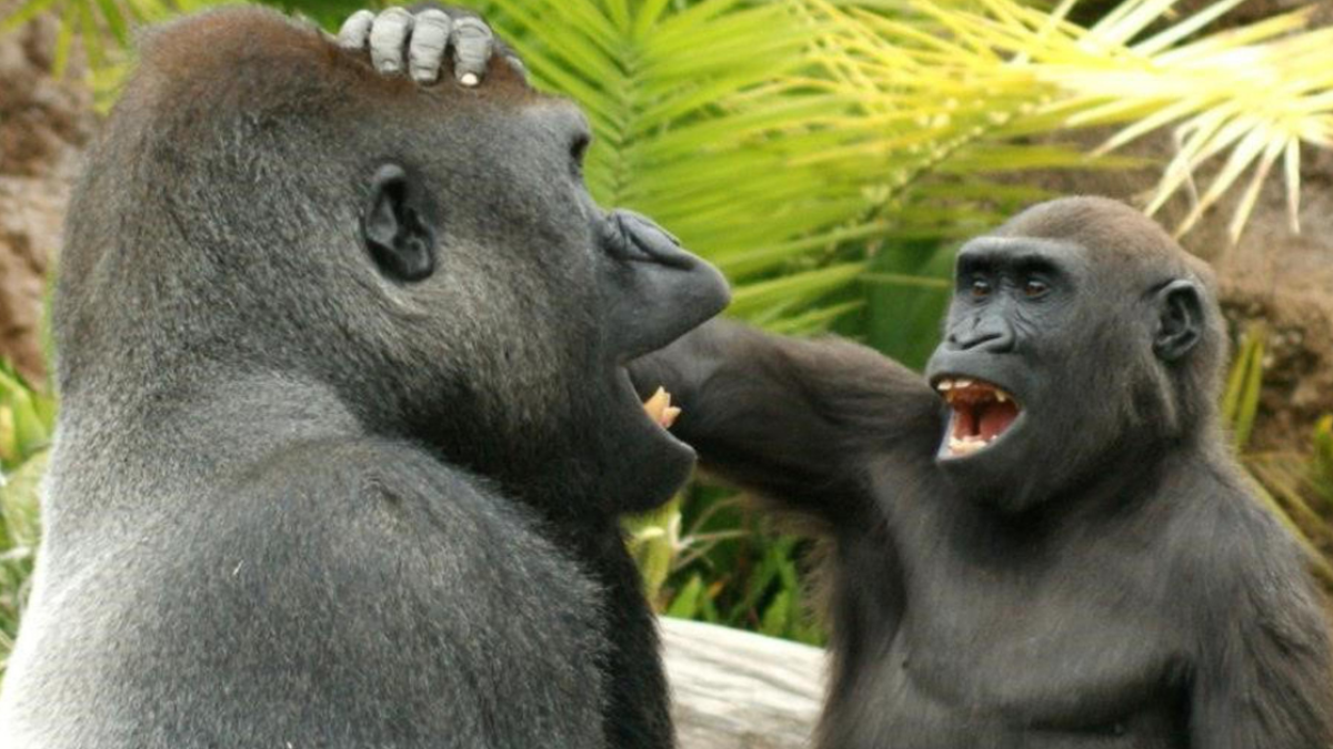 Dos gorilas jugando.